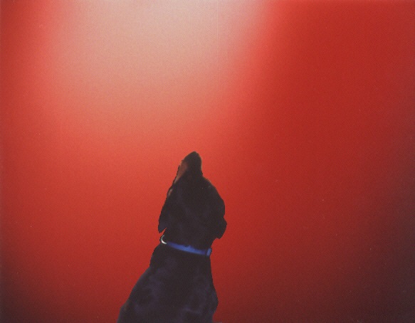 kaley--click to close